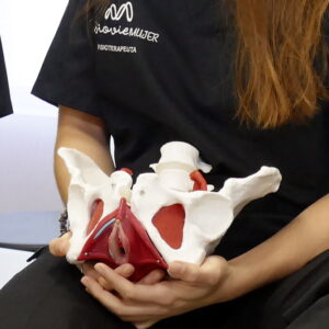 Maqueta de pelvis del curso online de masaje perineal